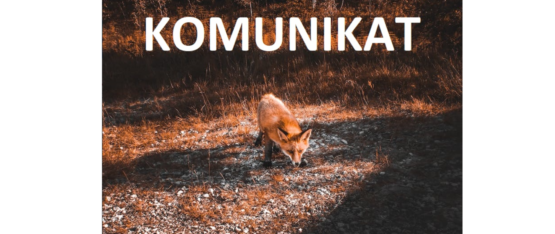 N a zdjęciu widać Lisa w lesie a nad liskiem napis "Komuniakt"