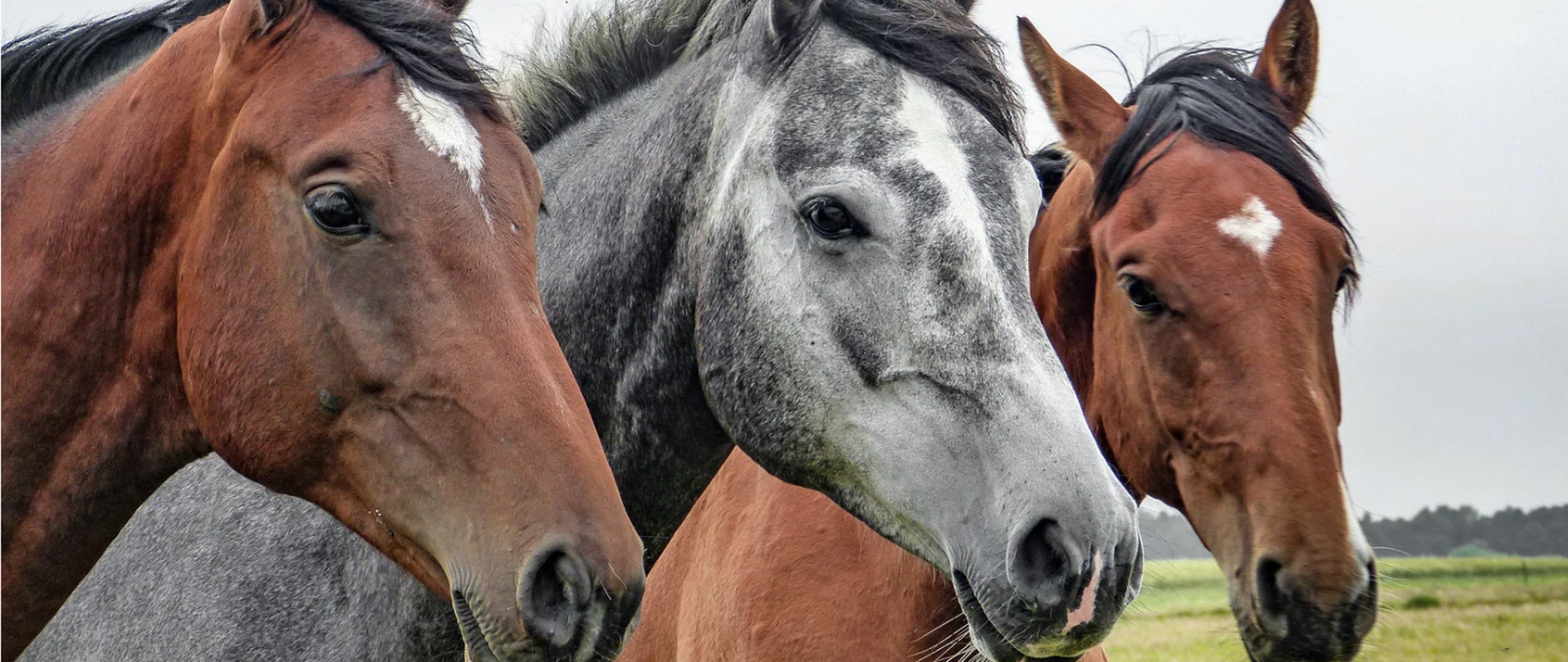 Zdjęcie przedstawiające trzy głowy końskie
